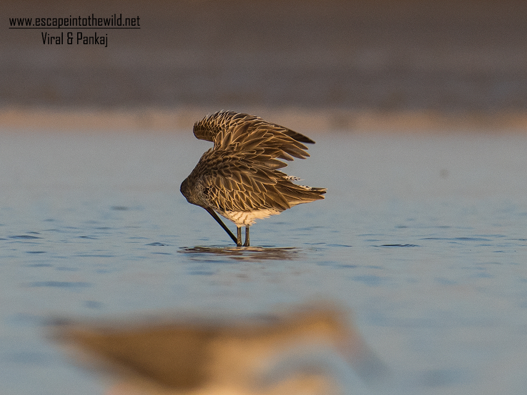 Asian Dowitcher 